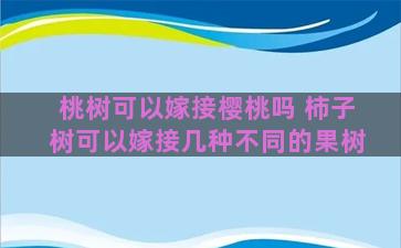 桃树可以嫁接樱桃吗 柿子树可以嫁接几种不同的果树